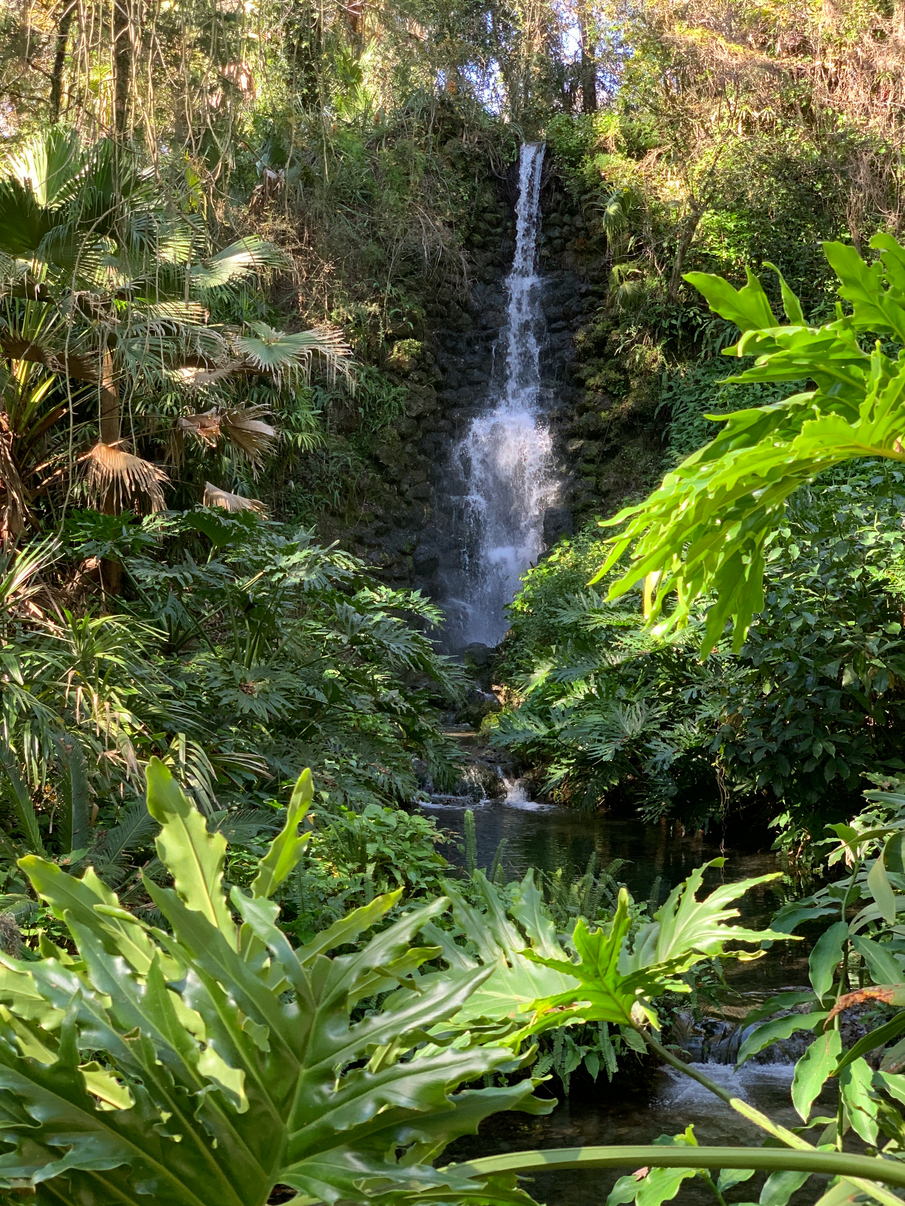 Florida wetlands and nature scene